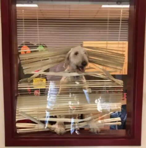 Il cane segue i bimbi a scuola e la mamma deve fare i conti con una foto della preside