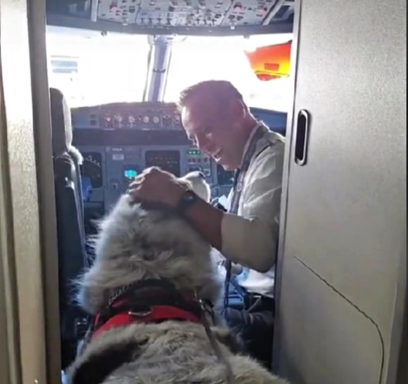cane e pilota