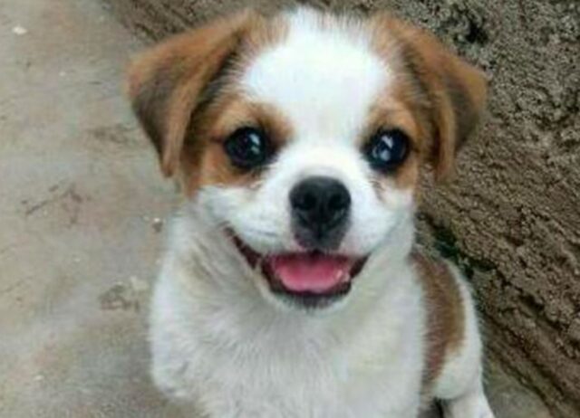 Il cucciolo di cane abbandonato e trattato male non perde la speranza e sorride a tutti