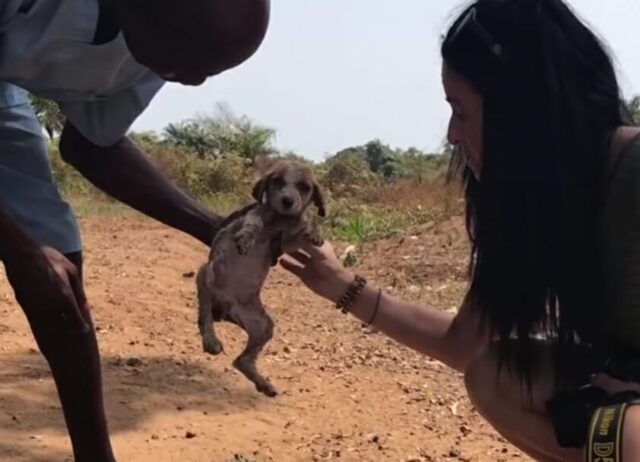 Il cucciolo morente viene riportato in vita grazie all’aiuto di alcuni amorevoli scimpanzé
