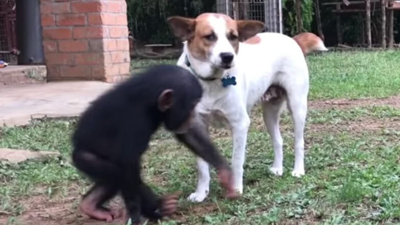 un cucciolo amato