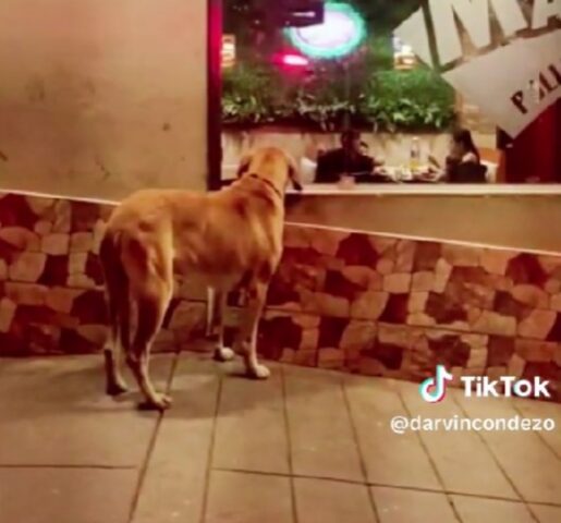 Il cucciolo vuole tantissimo il pollo: il poliziotto non ci pensa due volte e glielo compra