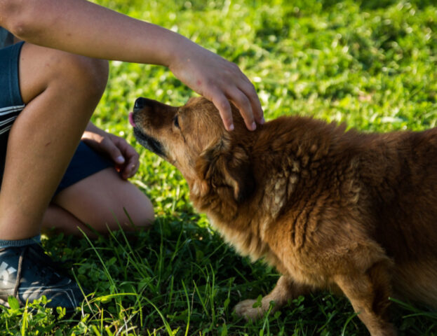 Il tuo cane vuole davvero essere toccato? Prova a fargli il test del consenso canino