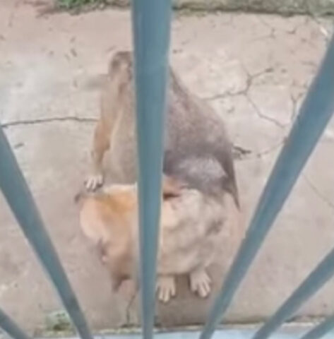 Incinta ed enorme, questa cagnolina si è avvicinata a un cancello per chiedere aiuto