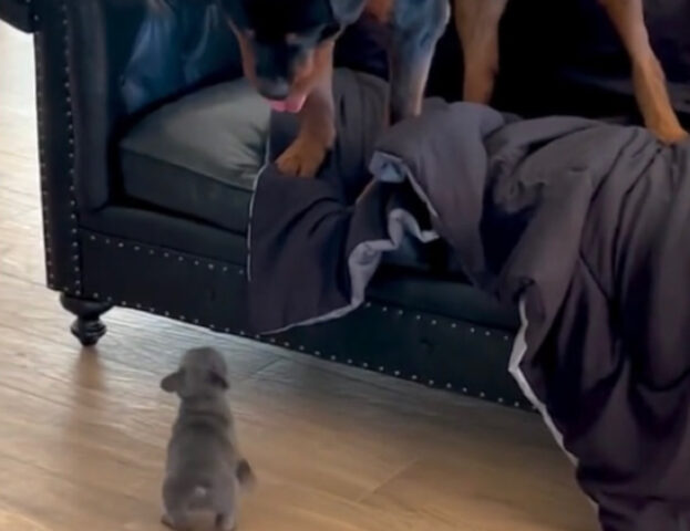 Incredibile ma vero: il Rottweiler è terrorizzato dal minuscolo cucciolo di Bulldog Francese