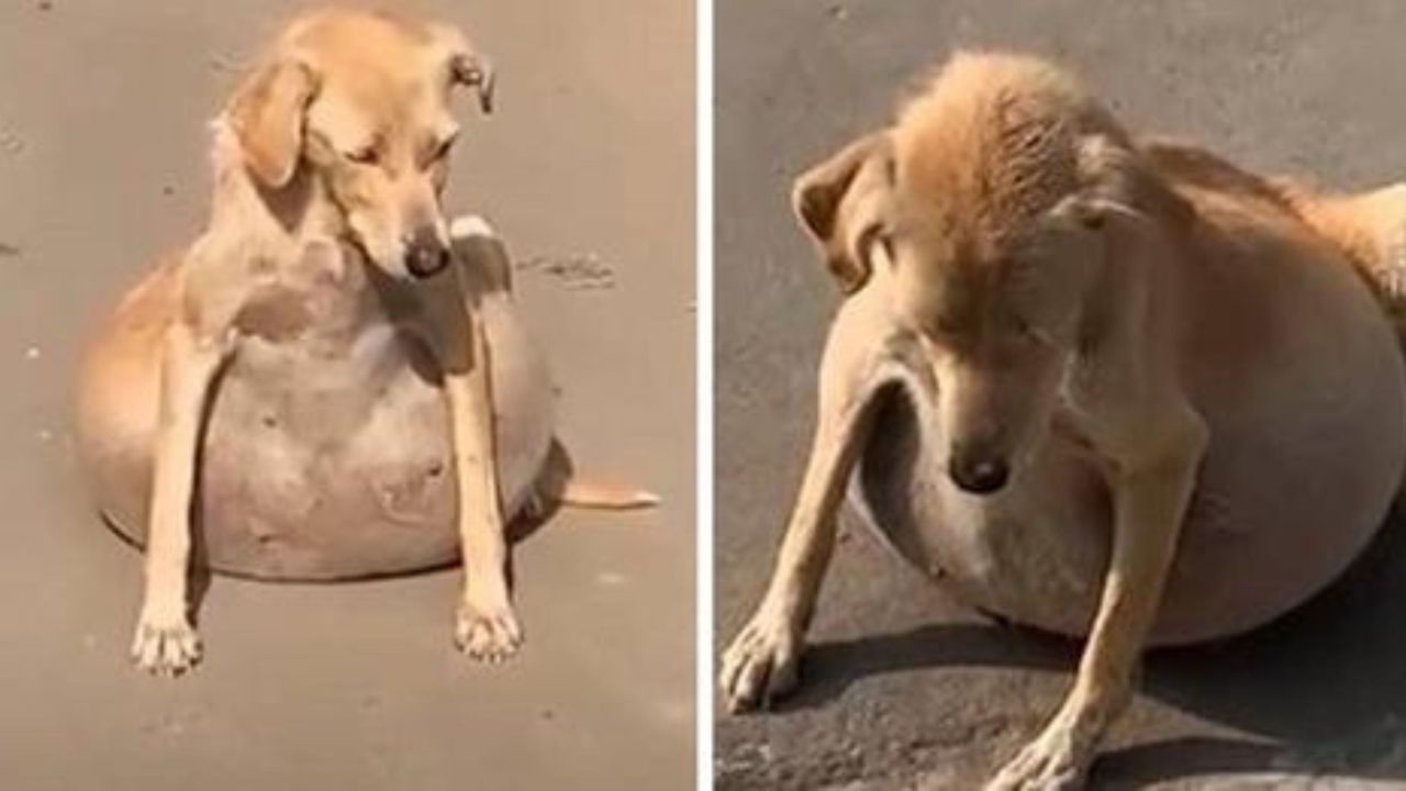 Cane con un edema pieno di liquido