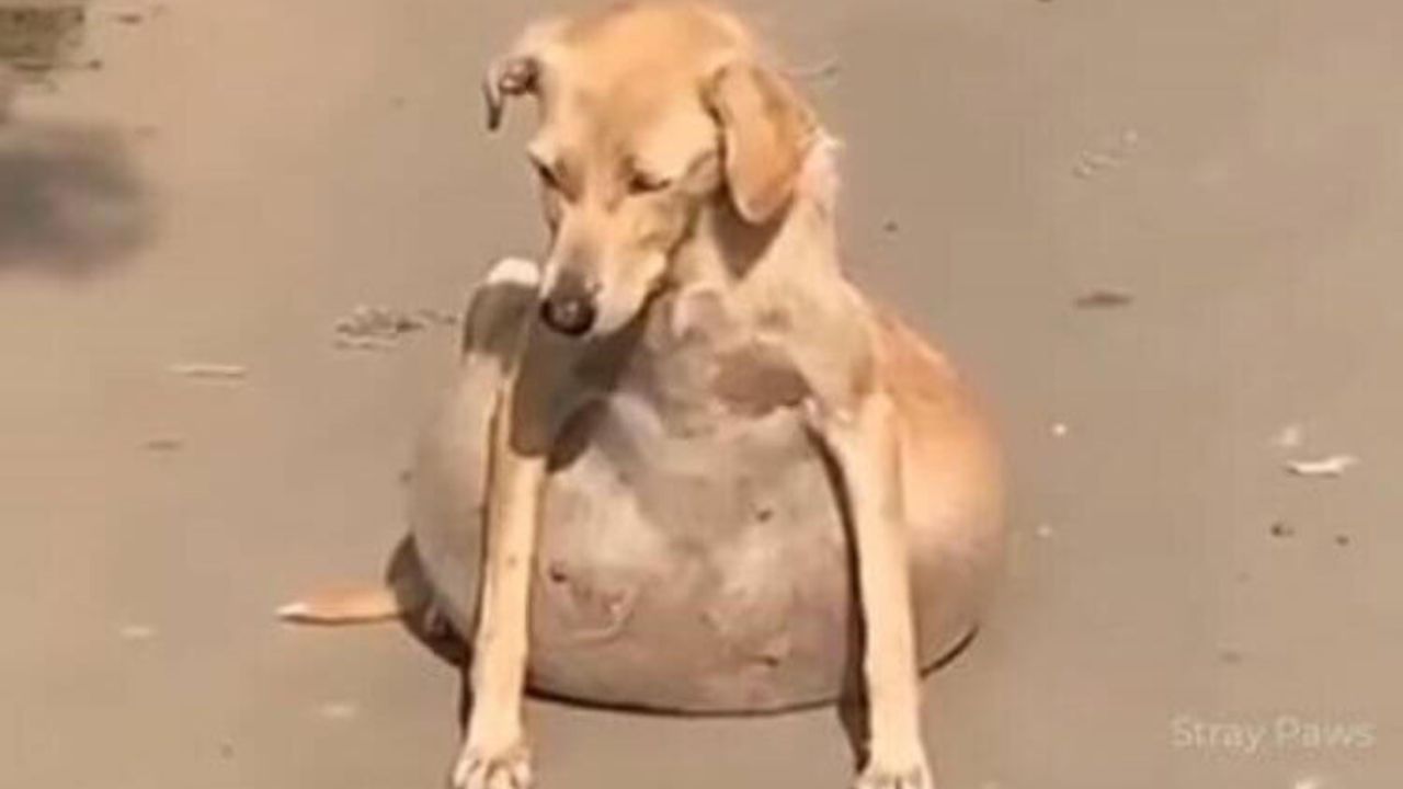 Cagnolina con edema sullo stomaco