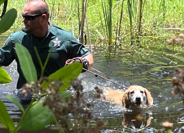 La cagnolina si blocca in una palude con degli alligatori: l’agente interviene e riesce a salvarla