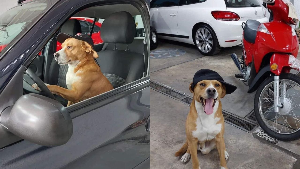 Cuccioli di cane testimonial rivenditore auto