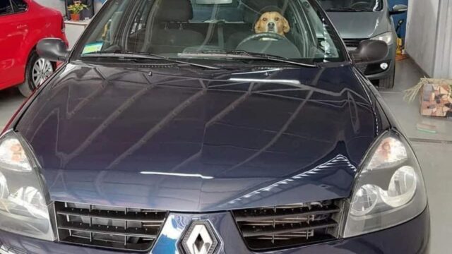 La concessionaria diventa famosa promuovendo le sue auto insieme a cuccioli di cane da adottare