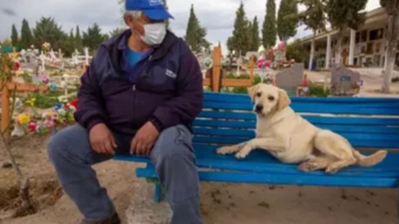 un cane al cimitero