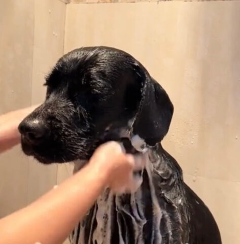 L’espressione di questo cane durante la doccia sembra un (esilarante) grido d’aiuto