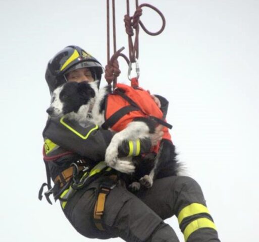 Linda è volata sul Ponte: addio alla cagnolina che si occupava di cercare i dispersi