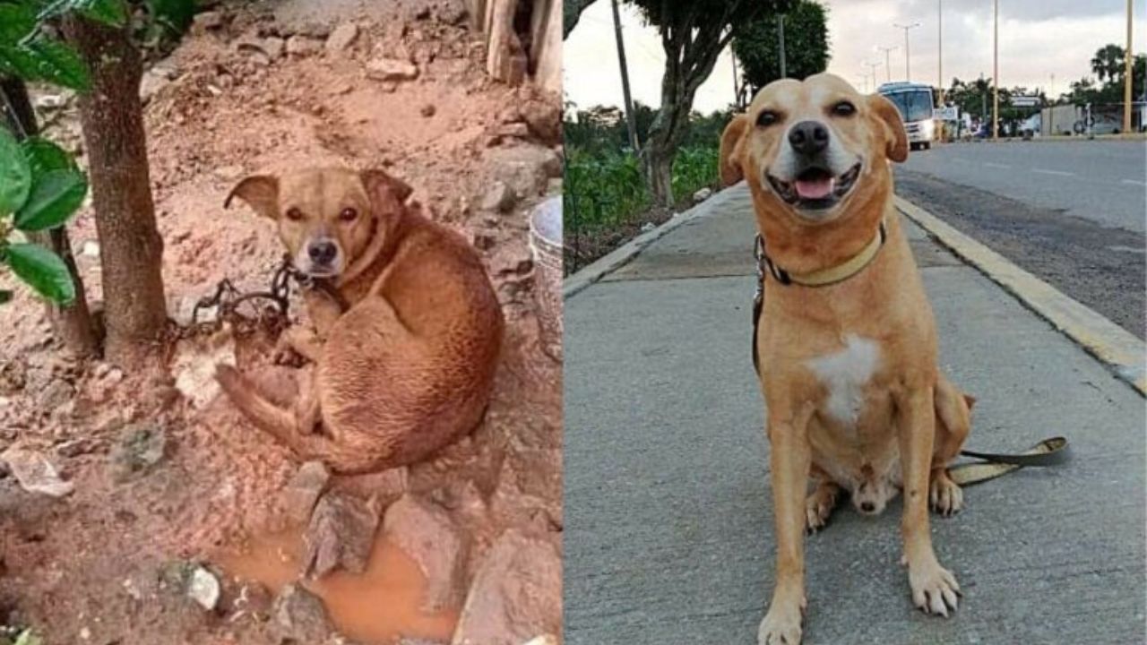 Cane vittima di abusi che si è ripreso