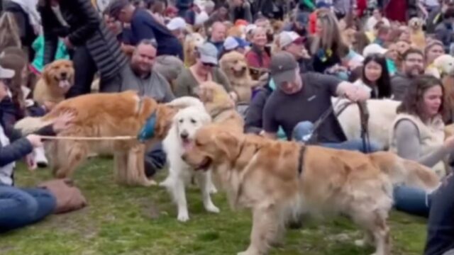 L’ultimo estremo saluto: questi Golden Retriever si sono uniti per l’addio ai loro compagni