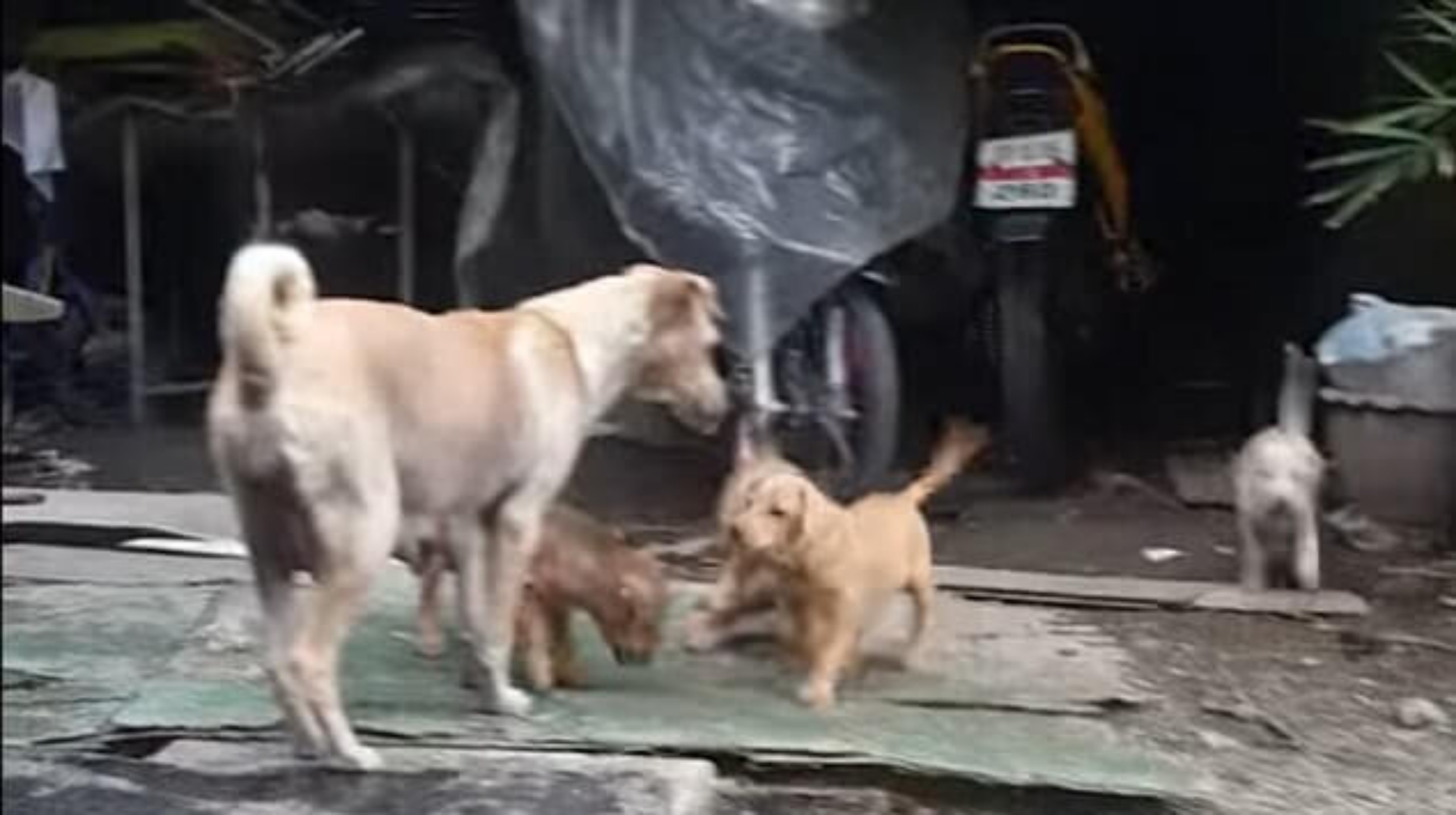 cagnolina e cuccioli