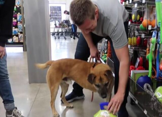 L’uomo porta un cane randagio in un negozio di animali e gli compra tutto quello che tocca