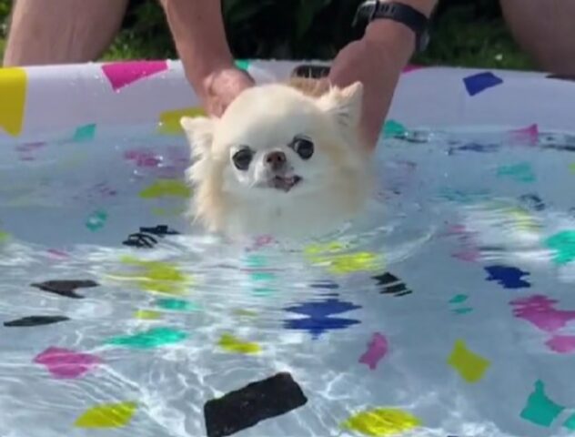 Non proprio a suo agio: il primo bagnetto di questo Chihuahua a pelo lungo è una corsa verso la salvezza