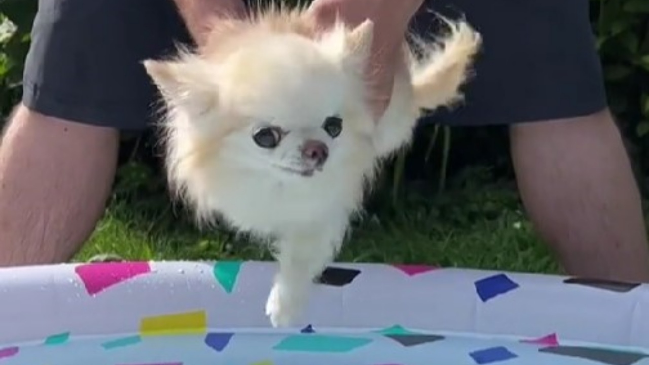 Chihuahua fa il bagnetto