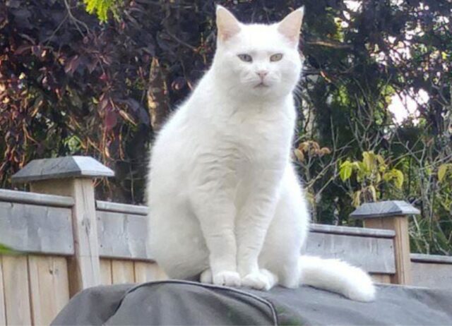 Ogni giorno questo bellissimo gatto fa visita al vicino per richiedere attenzioni e cibo