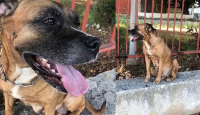 Palermo, non hanno i soldi e il veterinario non la cura: il cane muore dopo 10 ore di agonia