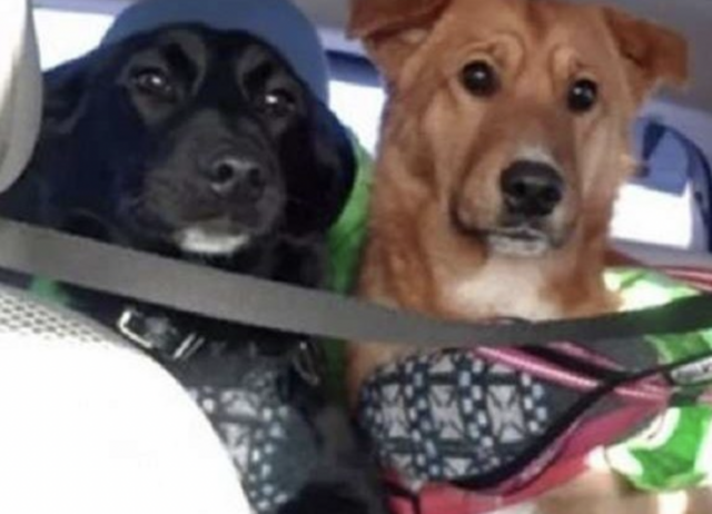 Per diversi mesi, un cane randagio ha aiutato un cane domestico a sopravvivere per strada