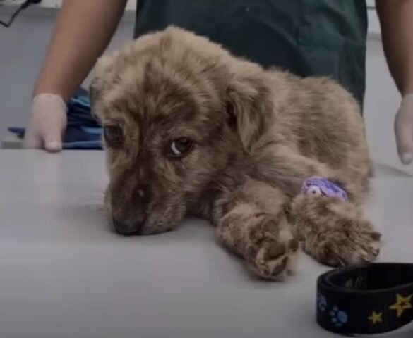 Perso nella foresta, questo cucciolo di cane mangiava soltanto foglie e stava rischiando la vita