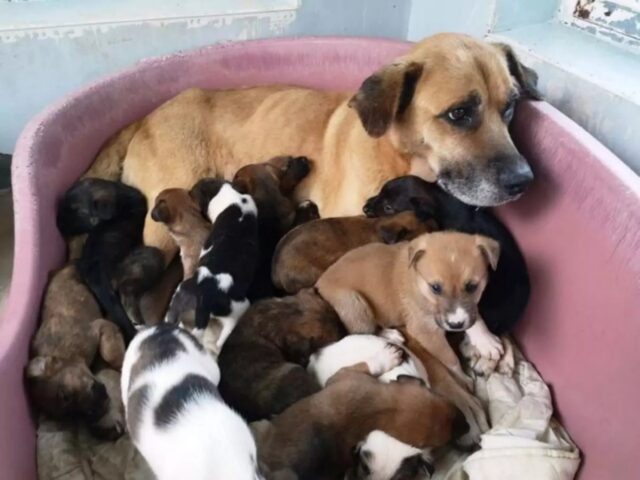 Un vero miracolo: i pompieri hanno salvato mamma cane denutrita e i suoi amati cuccioli
