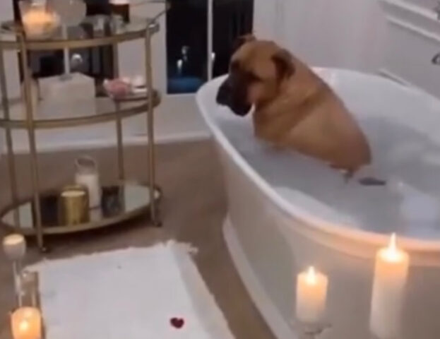 Prepara un romantico bagno alla sua fidanzata: non immaginava che il suo cane sarebbe intervenuto