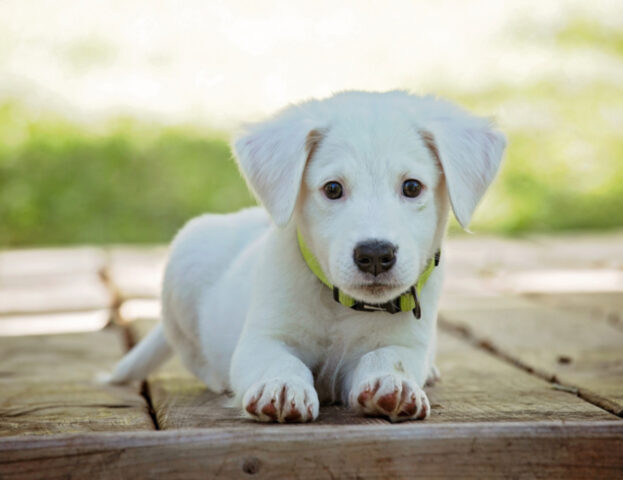 Proibiti e crudeli: questi collari per cani sono ingiusti e vietati dalla legge