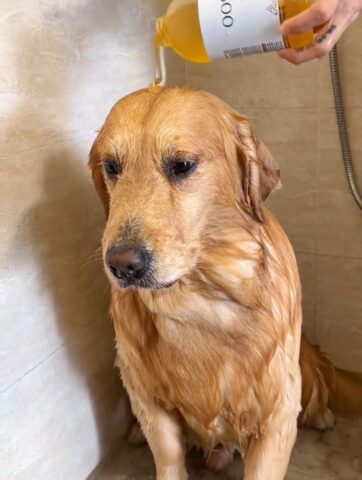 Nessuno dei due è molto entusiasta: cane e gatto fanno il bagno insieme e vorrebbero fuggire