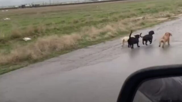 Quattro cuccioli di cane corrono vicini alle auto aspettando che qualcuno li aiuti