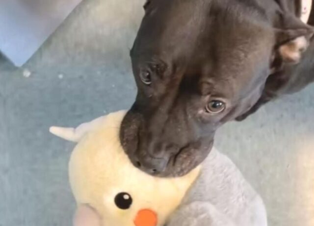 Questa cagnolina del rifugio non ne vuole proprio sapere di separarsi dai suoi peluche