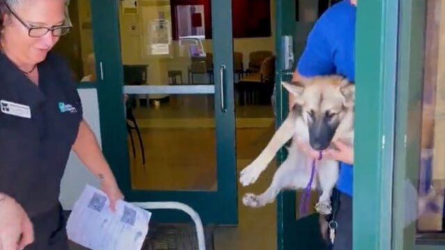 Questa cucciola terrorizzata si è completamente trasformata dopo aver incontrato un altro cane