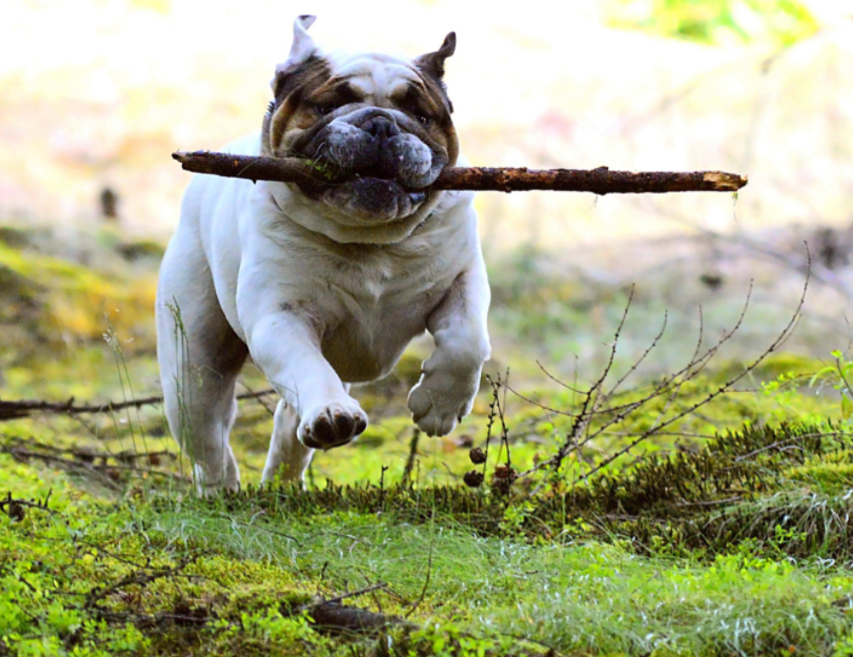 Cane corre felice