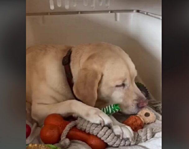 Queste sono le tre cose che puoi fare dopo che il tuo cane è volato sul Ponte