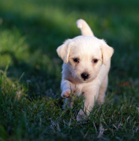 Questi sono i consigli migliori se vuoi garantire una lunga vita al tuo cane