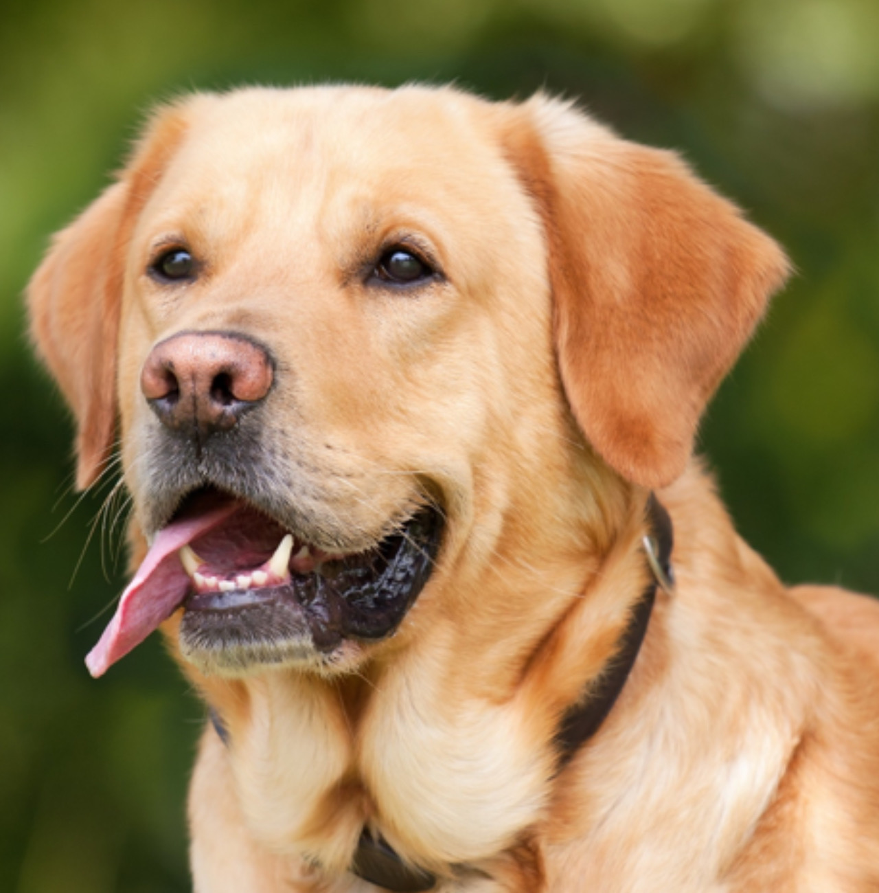 Cane in posa per la foto