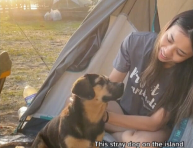 Questo cane difende i campeggiatori da alcuni “nemici” e tutti lo ricompensano con delle carezze