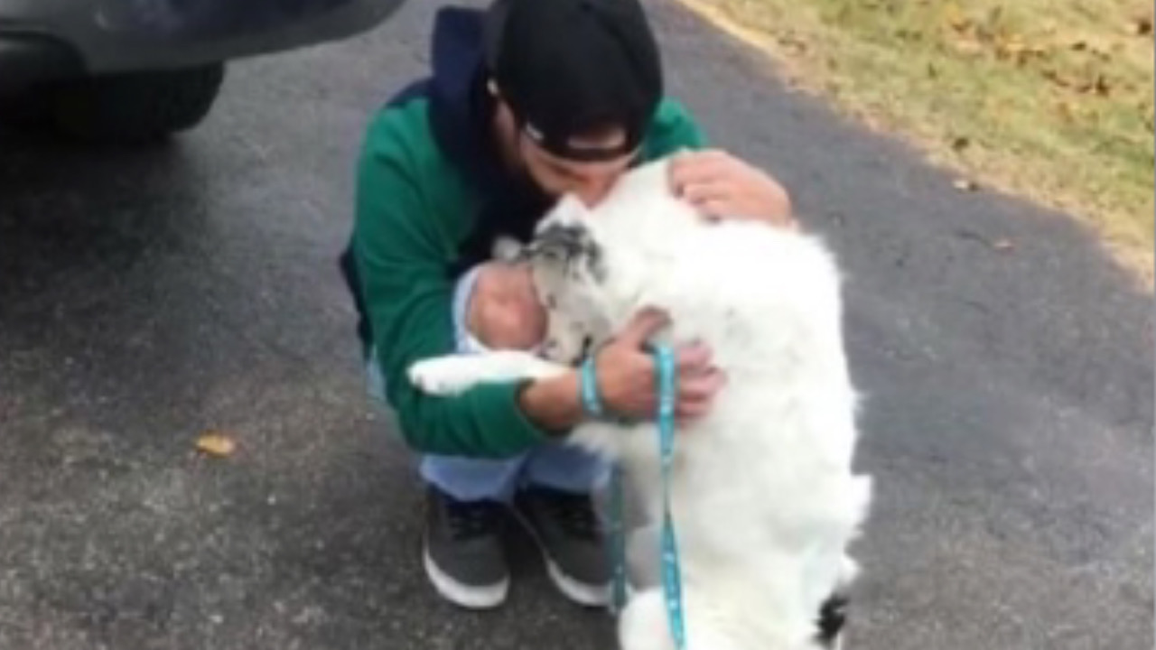 Cane e umano si coccolano