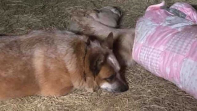 Questo cane protettivo non lascia dormire da solo il puledro orfano: lo ha proprio adottato