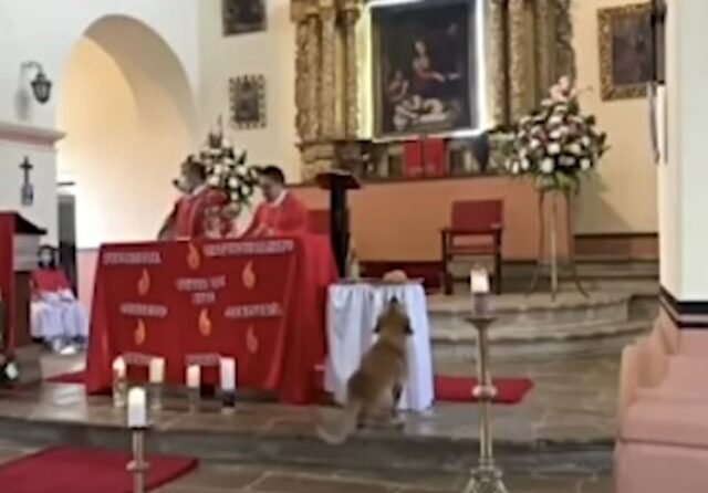 Ruba un pezzo di pane durante la messa: questo cane non è riuscito a passare inosservato