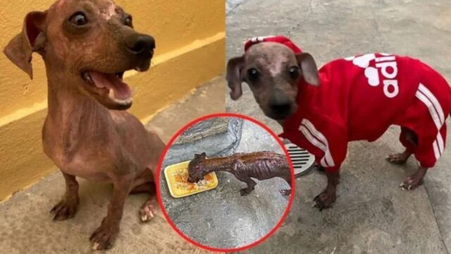 Salvano un cagnolino lasciato a morire dopo essere stato rifiutato dalla sua famiglia