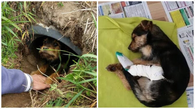 Salvano una cagnolina che era in fondo a un fosso, bloccata senza potersi muovere