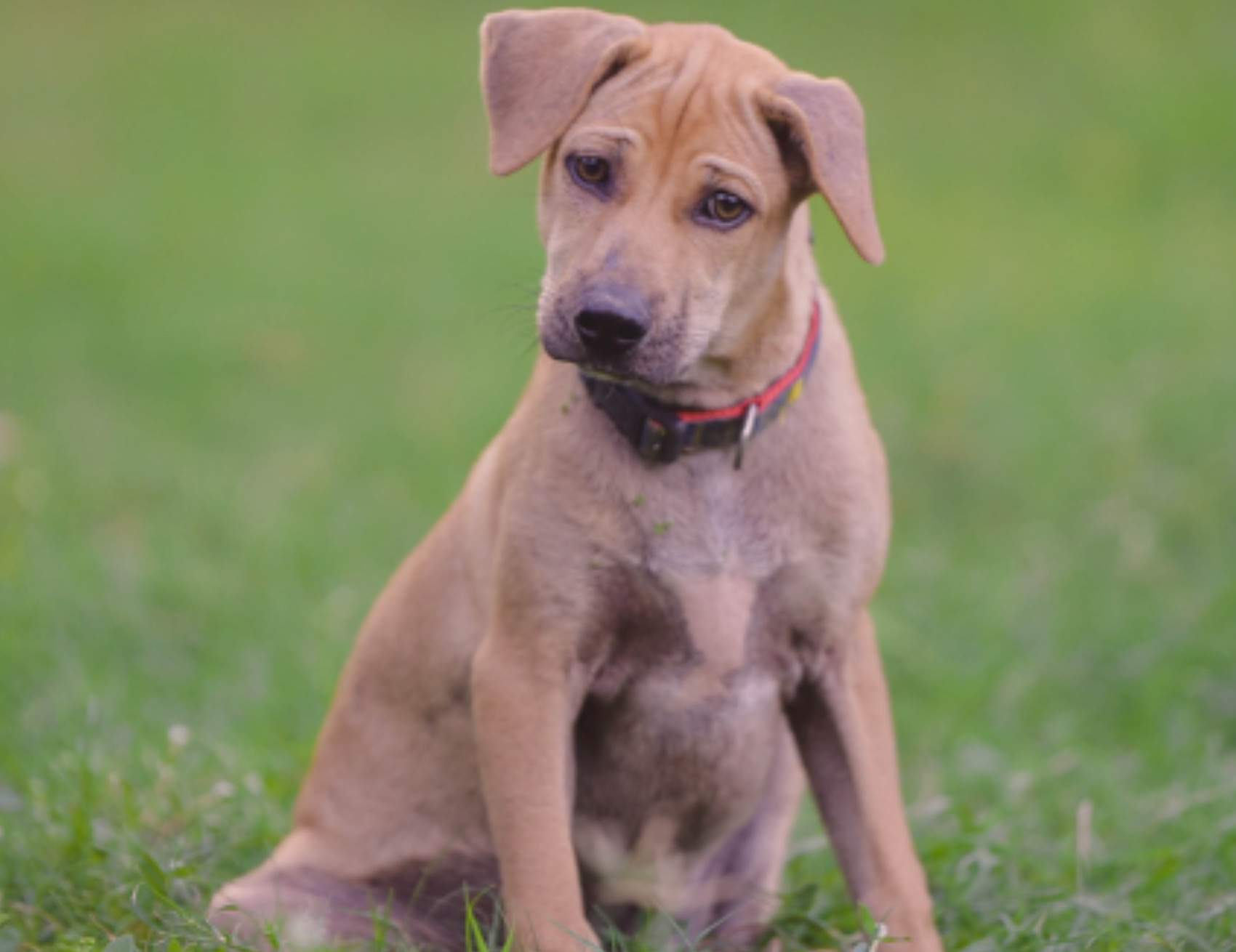 Cane guarda l’obiettivo