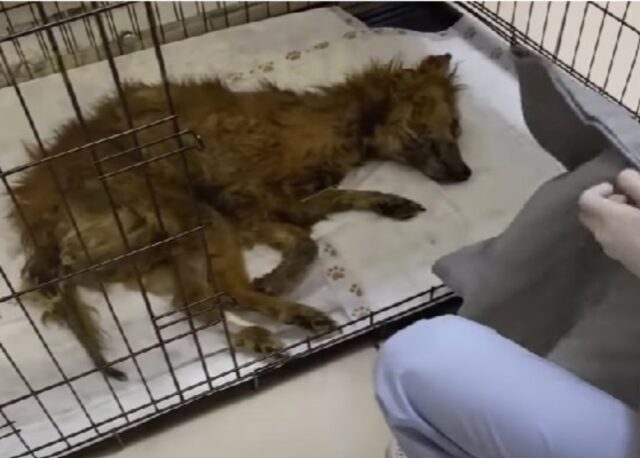 Sembrava inerme e non reagiva: il cane voleva solo mollare e lasciarsi andare