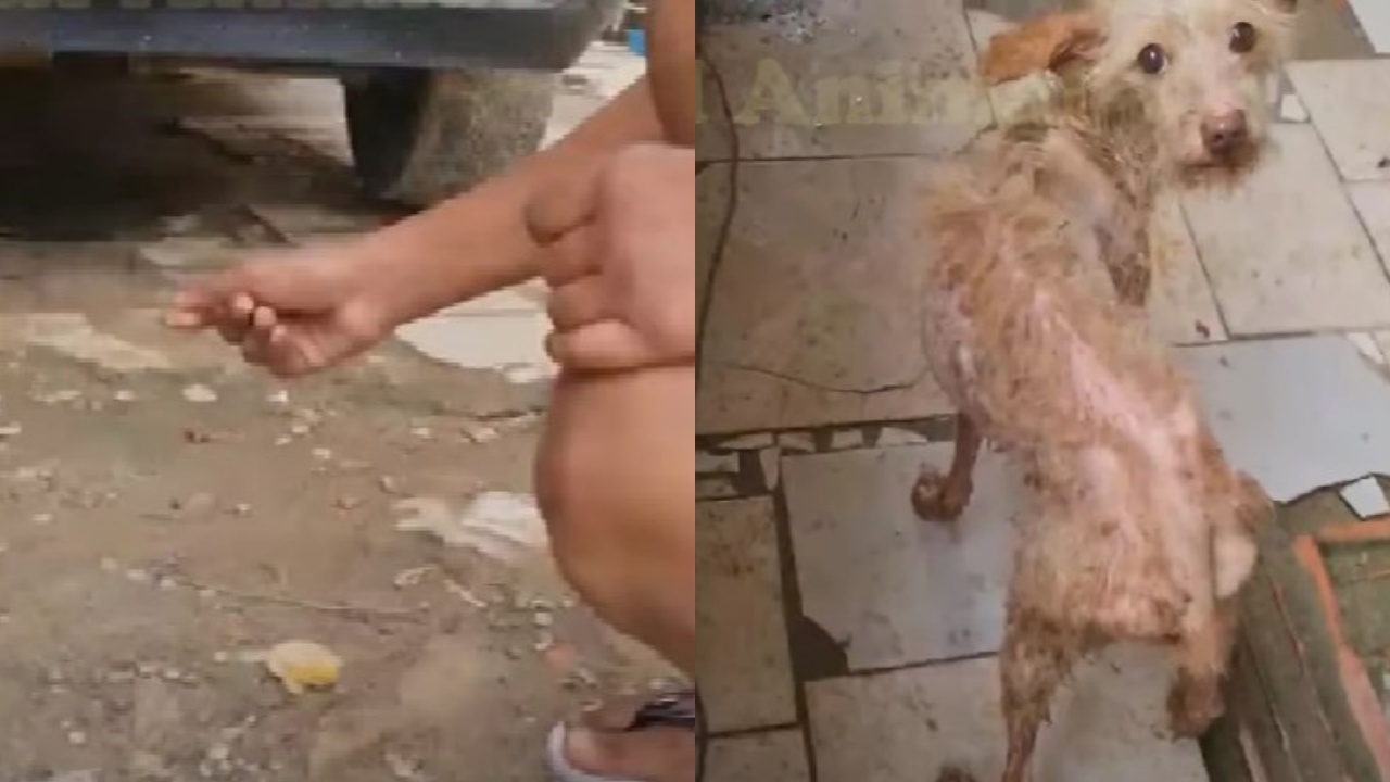 cagnolina malconcia