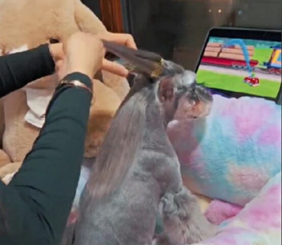 Sì, la chioma di questo cane è invidiabile: scommettiamo che tutte quante la vorreste