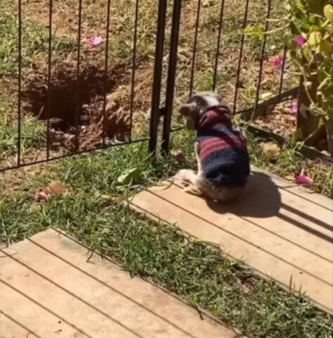 Trova un cagnolino con la testa nel recinto: la sua è una storia di abbandono