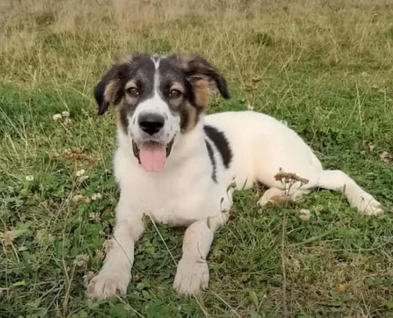 Cane felice sdraiato sul prato